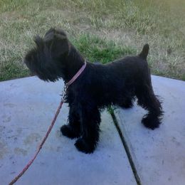 🩷 Dahlia - 🩷 Pink collar 🩷 - Black Miniature Schnauzer puppy in Templeton, California from Zion Miniature Schnauzers