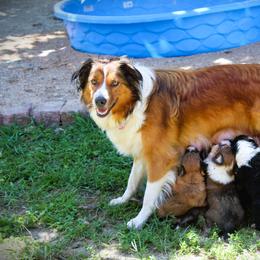 English Shepherd Puppies from Town & Country English Shepherds