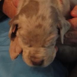 Cardigan Welsh Corgi and Great Dane Puppies from Red Oak Farm and Kennel