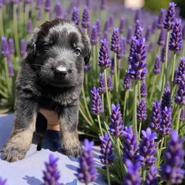 Hydra - Bi-color female German Shepherd puppy in Oakland, Oregon from VHM German Shepherds