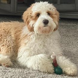 Ozzy - Australian Labradoodle