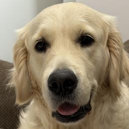 Mellie - Golden Retriever