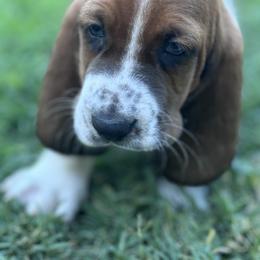 Basset Hound Puppies from AKC Basset Hounds Puppy