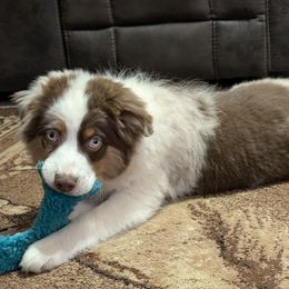 Boy 2 - Red merle male Miniature Australian Shepherd puppy in Quitman, Arkansas from Horseshoes and Aussies