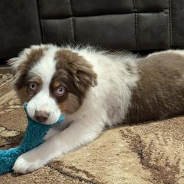 Boy 2 - Red merle male Miniature Australian Shepherd puppy in Quitman, Arkansas from Horseshoes and Aussies