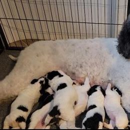 Poodle Puppies from Princetin Poodles