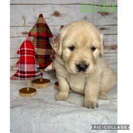 Golden Retriever Puppies from Castle Country Companions