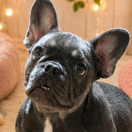French Bulldogs from Dixie Chic Frenchies