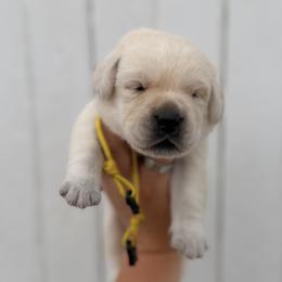 Yellow - Yellow female Labrador Retriever puppy in At Henry, Ohio from Hickory Creek Labs