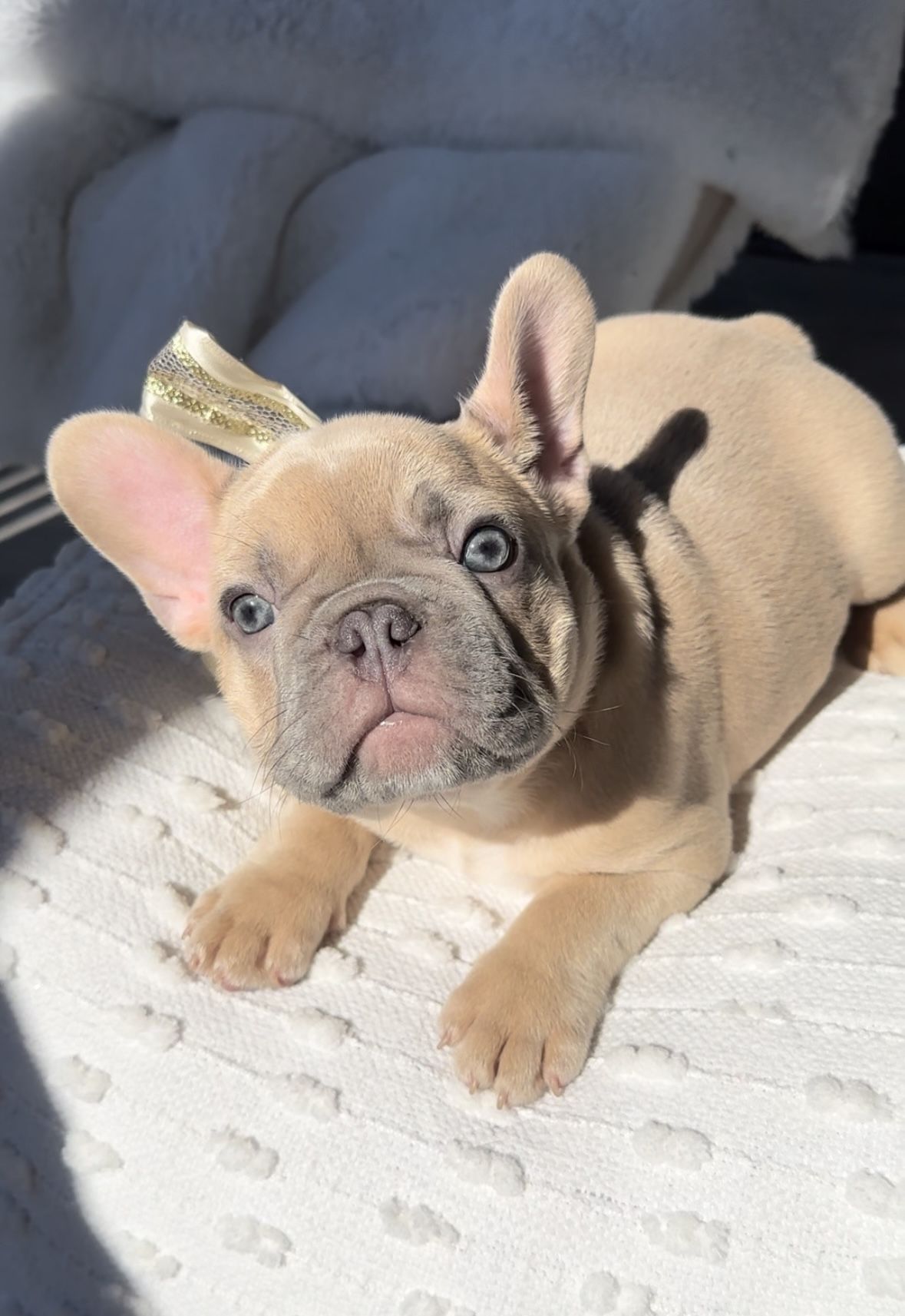 Soho French Bulldogs in Florida | French Bulldog puppies | Good Dog