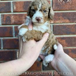Sven - Chocolate merle male Bernedoodle puppy in Owasso, Oklahoma from Kallams Bernedoodles & Bernese Mountain Dogs