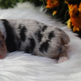 Girl 1 - Blue merle Australian Shepherd puppy in Missouri from Headley Farms Australian Shepherds