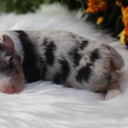 Girl 1 - Blue merle Australian Shepherd puppy in Missouri from Headley Farms Australian Shepherds
