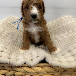 Goldendoodle and Poodle Puppies from Jade’s Paws & Co. Of Miami LLC