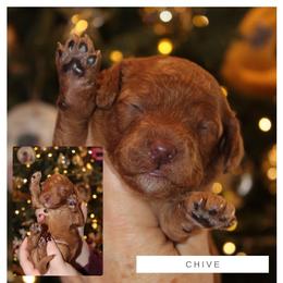 Goldendoodle Puppies from GAMMIE’S DOODLES