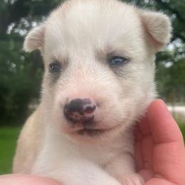 Biscuit - Sable and white male Siberian Husky puppy in College Station, Texas from Texas Siberian Husky Kennels (TSHK)