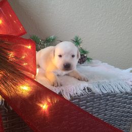 Paisley - Labrador Retriever puppy from Marlene's Labrador Retrievers