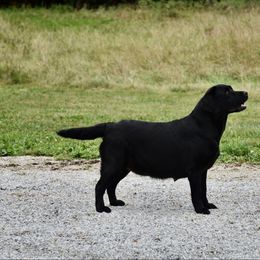 Maggie - Labrador Retriever