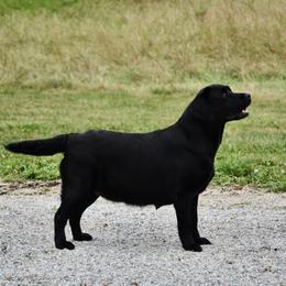 Maggie - Labrador Retriever