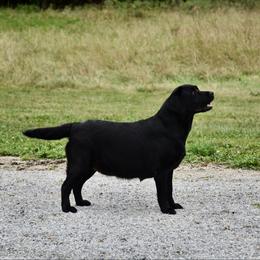 Maggie - Labrador Retriever