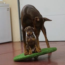 Doberman Pinscher Puppies from Laurel Vail