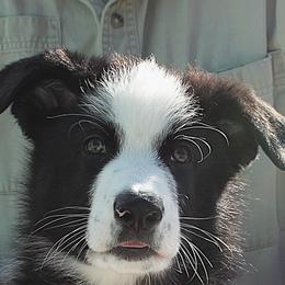 Blue color male - Panda male German Shepherd puppy in Yakima, Washington from Bahr-S German Shepherds