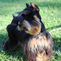 Kaytan - Miniature Schnauzer