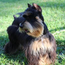 Kaytan - Miniature Schnauzer