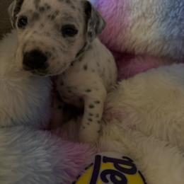 Mongo - White and black male Dalmatian puppy in Fort Cavasos, Texas from Mainstreet Dalmation