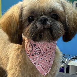Shih Tzus from Whiterock Farm at Dutch Creek