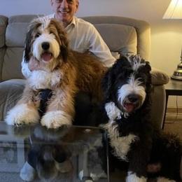 Bernedoodle All Grown Up from Backwoods Bernedoodles