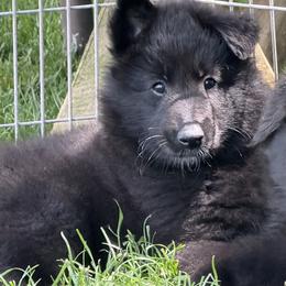 Girl 2 - Black female Belgian Sheepdog puppy in Nazareth, Pennsylvania from Chancery Belgians