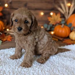 Lace - Red female Cockapoo puppy in Sparta, Missouri from Sis' Doodles & Poodles