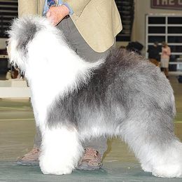 Old English Sheepdogs from Dea's Old English Sheepdogs