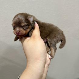 Chocolate and tan boy - Chocolate and tan male Pomeranian puppy in Eagle Pass, Texas from Texas Tumbleweed Poms