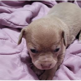 Akita and Chihuahua Puppies from Robinson Rare Chihuahuas & Robinson AKC Akita's