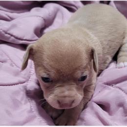 Akita and Chihuahua Puppies from Robinson Rare Chihuahuas & Robinson AKC Akita's