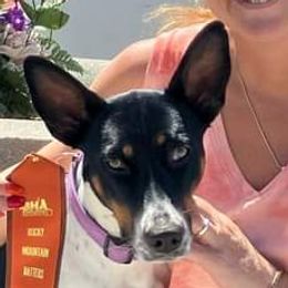 Nova - Rat Terrier