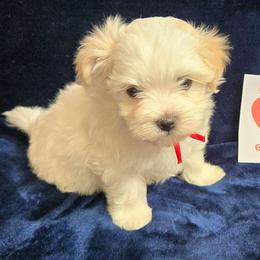 Jake (Red) - White male Maltipoo puppy in Sahuarita, Arizona from Cowgirl's Legacy Maltipoos