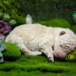 Mudi and Silken Windhound Puppies from Oak & Soul (Oak Creek) Silken Windhounds and Mudi