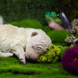 Mudi and Silken Windhound Puppies from Oak & Soul (Oak Creek) Silken Windhounds and Mudi
