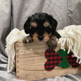 Cavapoo Puppies from Sharices Cavapoos