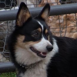 Cricket  - Pembroke Welsh Corgi