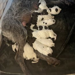 Wirehaired Pointing Griffon Puppies from Ashli Hall