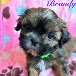 Brandy - Chocolate and tan female Shih Tzu puppy in Hemet, California from Aloha Shih Tzu