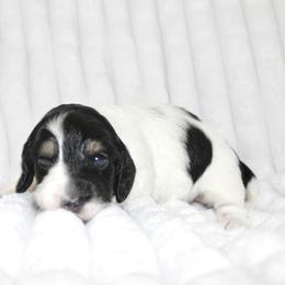 Indie - Piebald female Dachshund puppy in Fairfax, Iowa from Grayson’s Lovable Dachshunds