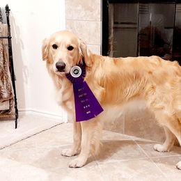 Penny - Golden Retriever