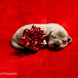 Bubbles - Merle female Great Dane puppy in Rosharon, Texas from Parker's Great Danes