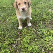 Border Collie and Bordoodle Puppies from Pecan Grove Acres’ Pups