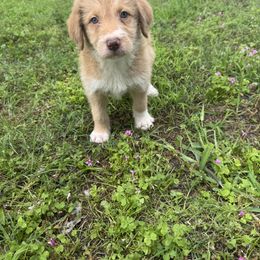 Border Collie and Bordoodle Puppies from Pecan Grove Acres’ Pups